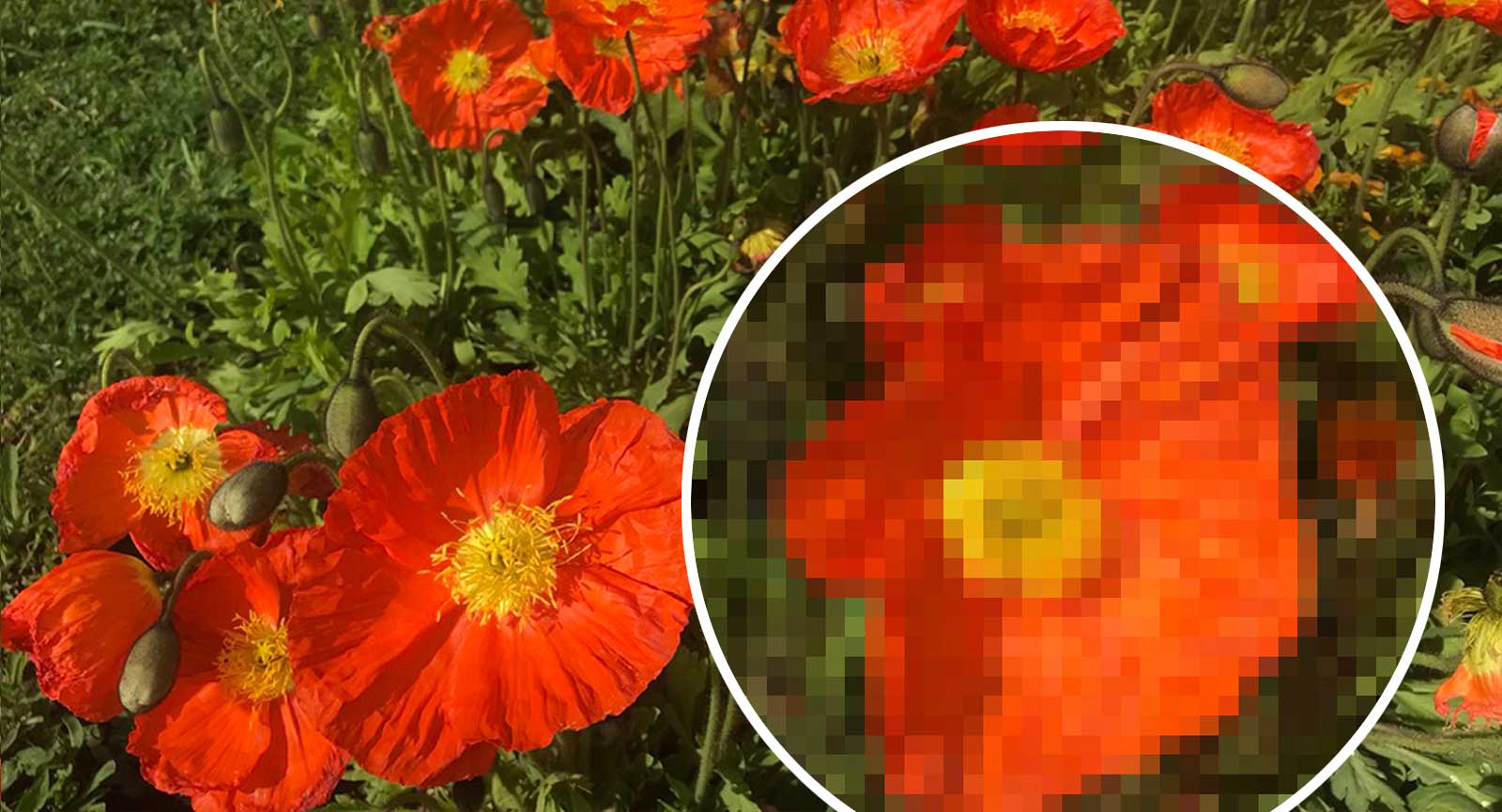 Darstellung eines Bildes mit verschiedenen Pixelgroessen
